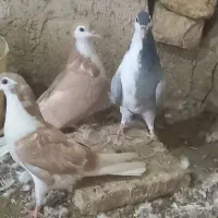 دمگیر گلین جوجه دمگیر دمگیر زرد|پرنده|جرقویه, |دیوار