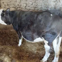 فروش دو راس گاو سیمنتال و هلشتاین درجه یک