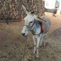 الاغ|حیوانات مزرعه|هلیلان, |دیوار