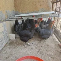 50 عدد مرغ گلپایگانی یکساله تخمگذار