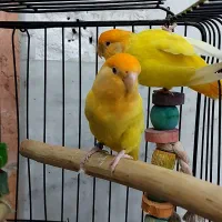 طوطی برزیلی