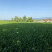 فروش زمین کشاورزی ۲۵۰۰ متر مربعی در اطراف سنگر