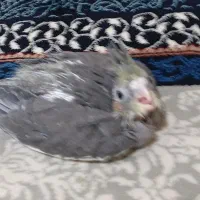 جفت جوجه عروس