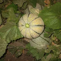 طالبی|خوردنی و آشامیدنی|ماژین, |دیوار