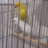 طوطی ملنگو آلبینو و لوتینو