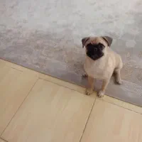 سگ پاگ|سگ|شاهینشهر, شهرک میلاد|دیوار