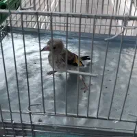 سهره جوجه نر ریزه خون درشت