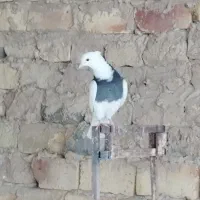 تعدادی کبوتر طوقی