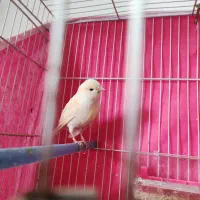 قناری ماده جوانه اماده