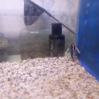 آکواریوم و ماهی|ماهی|قم, باغ کرباسی|دیوار