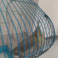 عروس هلندی جفت