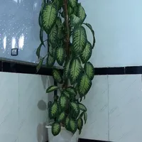 گل طبیعی|گل و گیاه طبیعی|جوانرود, |دیوار