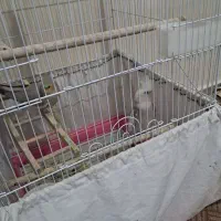 عروس هلندی مولد معاوضه|پرنده|خمینی‌شهر, |دیوار