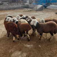 بره نر|حیوانات مزرعه|قره چای, |دیوار