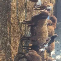 فروش ۵ راس گوسفند بره نر و یک راس قوچ