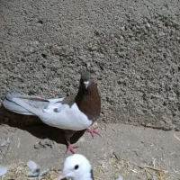 کفتر کله سرخ