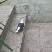 یه کفتر ماده خوب به فروش می‌رسد