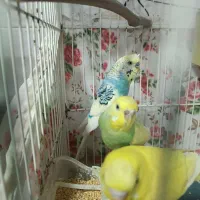 مرغ عشق|پرنده|تربت‌حیدریه, حاجی یار‎|دیوار