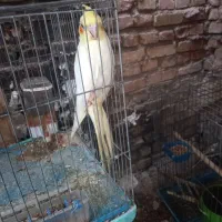 عروس هلندی|پرنده|اردکان, |دیوار