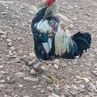 خروس جوان