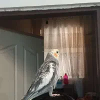 عروس هلندی گمشده