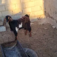 بزغاله ماده درشت و هیکل
