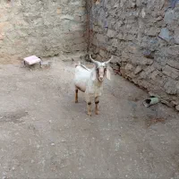 فروش بز