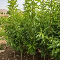 باغ بادام سودآور شما با یک تماس شروع میشود