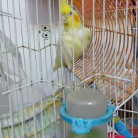 دوتاعروس هلندی