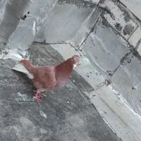 جوجه سار دم سفید