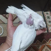 جوجه البینو