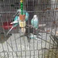 مرغ عشق|پرنده|گلبهار, شهر جدید گلبهار|دیوار