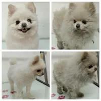 آموزش گرومینگ، آموزش آرایشگری حیوانات