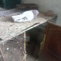 سرور نوک قنار