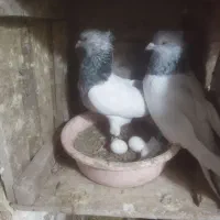 2جفتی سالم زات دار|پرنده|سبزوار, زینبیه|دیوار