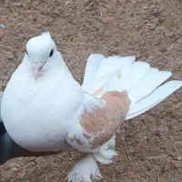 کبوتر شازده