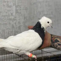 16عدد کفتر آس یجایی کبوتر یکی از یکی بهتر|پرنده|تهران, شهید رجایی|دیوار