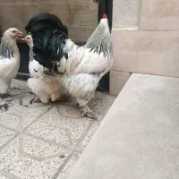 برهما لایت