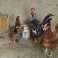 مرغ و خروس محلی