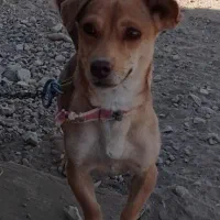 سگ پاکوتاه معاوضه