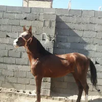 اسب نریان ۷ساله|اسب و تجهیزات اسبسواری|مشهد, همت آباد|دیوار