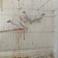 فنج نرگس|پرنده|بندرعباس, |دیوار