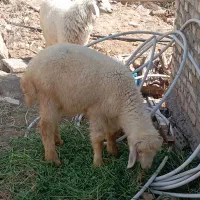 دو عدد بره نر