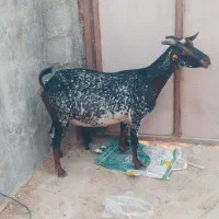 کهره نقشی جمولی اوس سر گوران