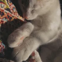 بچه گربه