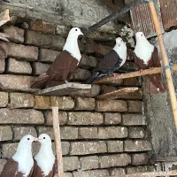 کربلایی طوقی تکپردمسفیدرنگی سرورسارمینودشت