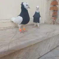 کبوتر طوقی سیاه