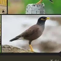 مرغ مینا سخنگو ۸ماهه