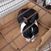 خرگوش نرفروشی