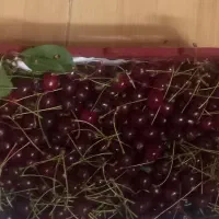 آلبالو